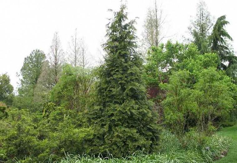Leyland Cypress Vs Arborvitae 2 25 Gal Leyland Cypress Evergreen Tree With Green Foliage 14090